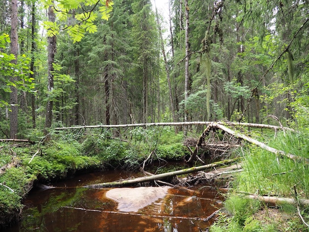 Bioma Taiga dominado por florestas de coníferas Picea spruce coníferas árvores perenes da família Pinaceae Rússia Karelia Forest rio Orzega Stone corredeiras naturais enferrujadas água ferruginosa