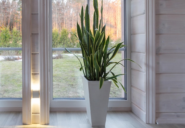 Biophilia diseña interiores biofílicos Sansevieria en el alféizar de una casa de madera de estilo escandinavo