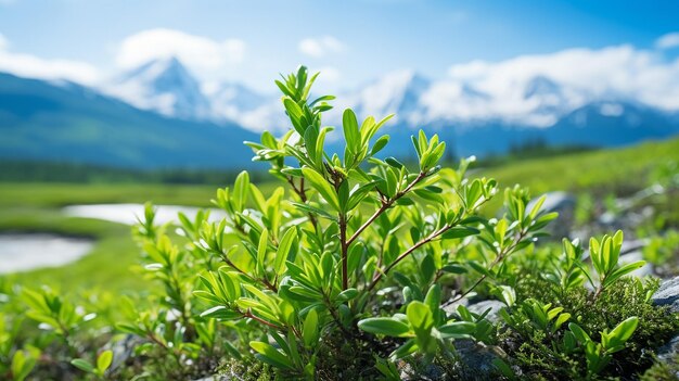 Biotecnología del té de Labrador