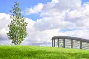 Foto birch fica em um gramado verde contra o céu ao lado de um edifício moderno.