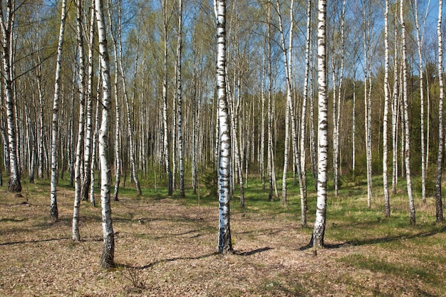 Birch Grove