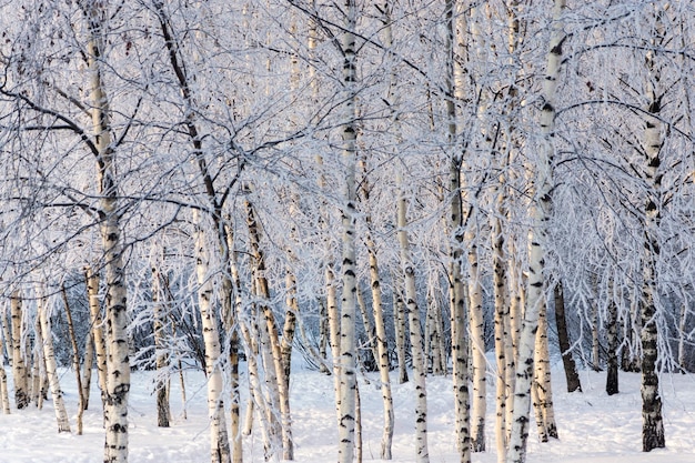 Birchwood ou a madeira no inverno com neve branca e geadas para um fundo natural