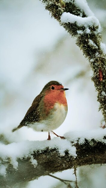 Bird AI Pro Foto