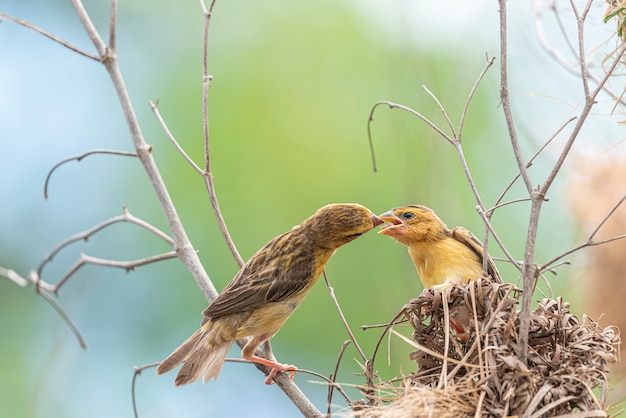 Foto bird (asian golden weaver) alimentando pajarito