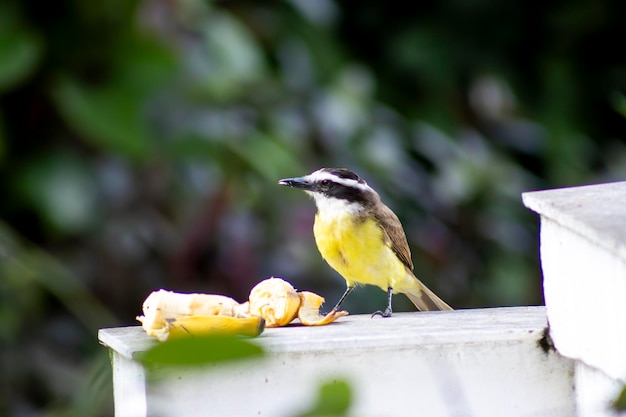Bird BemTeVi isst eine Banane