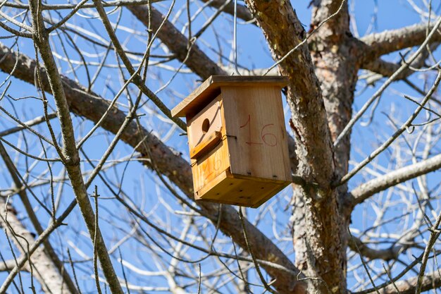 Bird-box.Vogelhaus auf dem Baum im Sommerwald