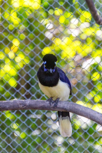 Bird cancan gralha (gralha cancan) em pé em um galho ao ar livre no rio de janeiro, brasil.