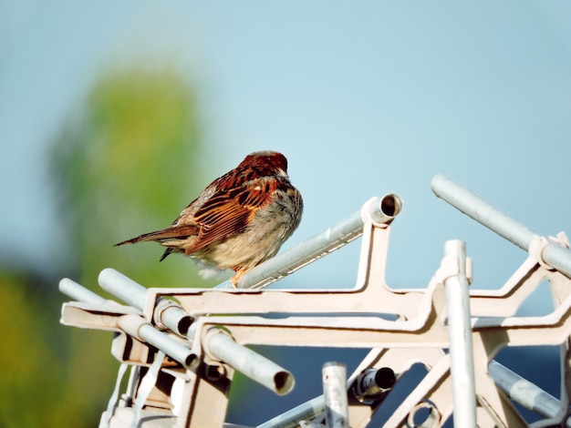 Bird close up