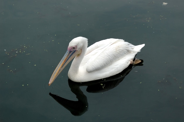 Bird den Pelikan, der auf dem Wasser schwimmt