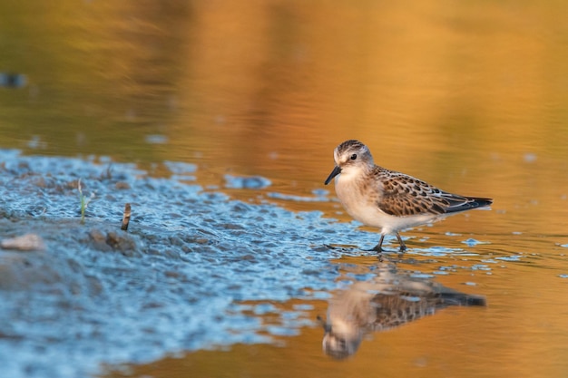 Bird little stint calidris minuta na natureza