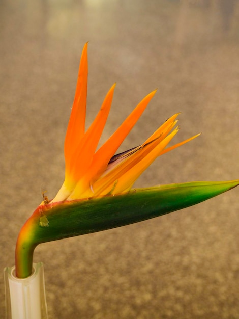 Bird of Paradise Blume Innenkopierraum