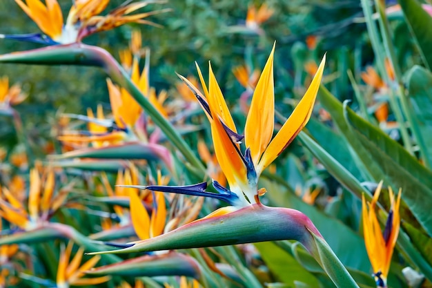 Bird of Paradise Foto des schönen Paradiesvogels