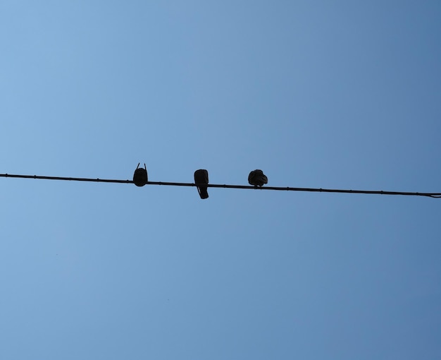 Bird on a Wire