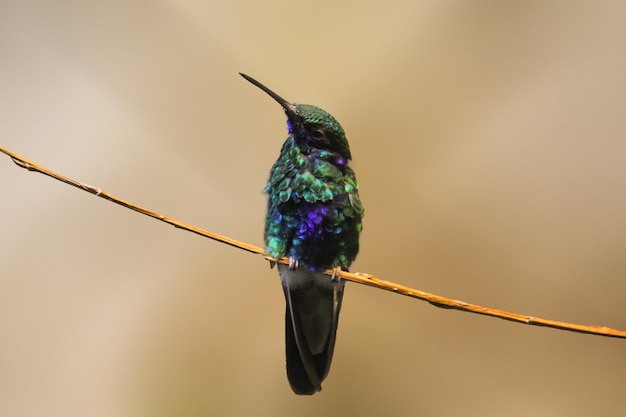 Bird Ptica na vetke Vogel auf dem Baum