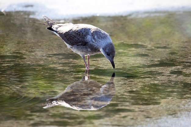 Bird Seagull se mira a sí mismo en un charco de agua