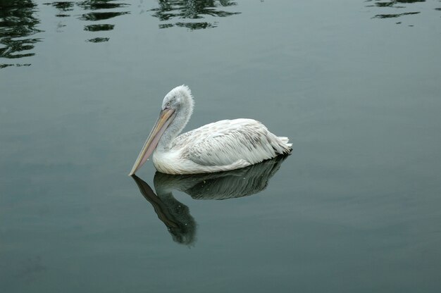 Bird the Pelican en el agua.