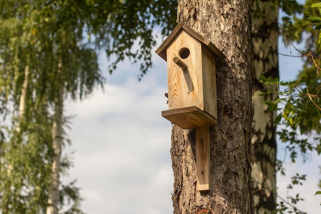 Birdhouse em um pinheiro no parque