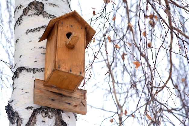 Birdhouse em uma árvore de bétula no inverno Toned