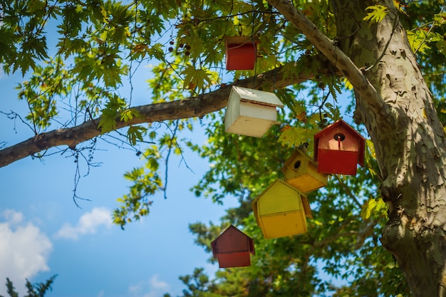 Birdhouses na árvore