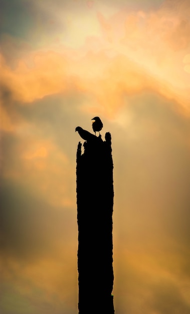 Foto birds silhouette wild life