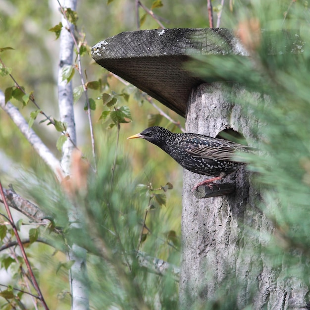 Birds Starling mira desde una caja nido