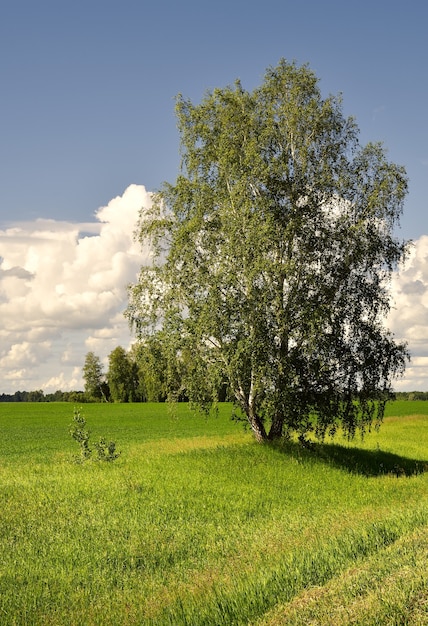 Birke auf grüner Wiese