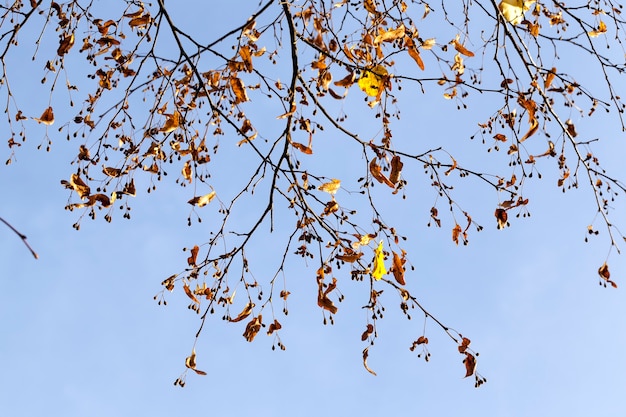 Birke im Herbst