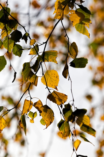 Birke in der Herbstsaison