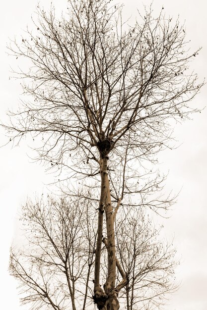 Birke mit einem Nest darauf