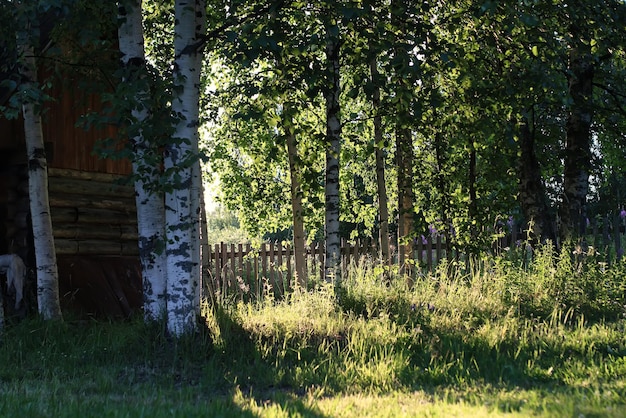 Birke und Gras auf Sonnenuntergangslandschaft