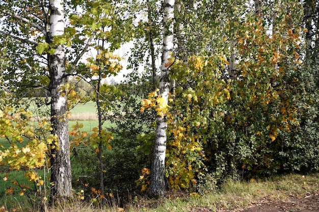 Birken beginnen im belarussischen Dorf an der Straße gelb zu werden