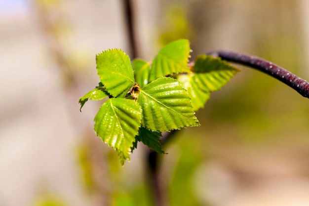 Birken im Frühjahr