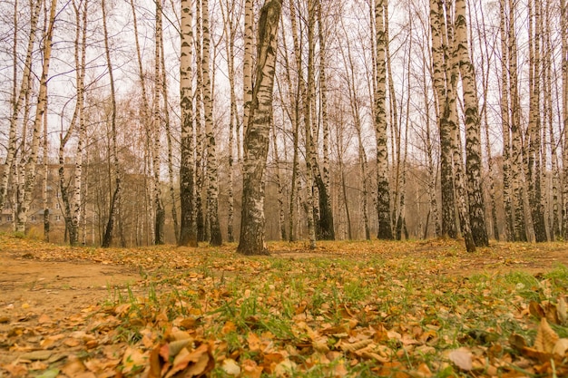 Birken im Herbst Park