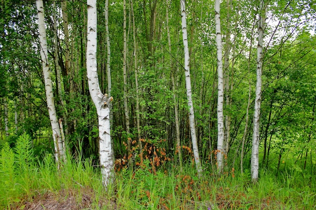 Birken im Wald Sommerlandschaft