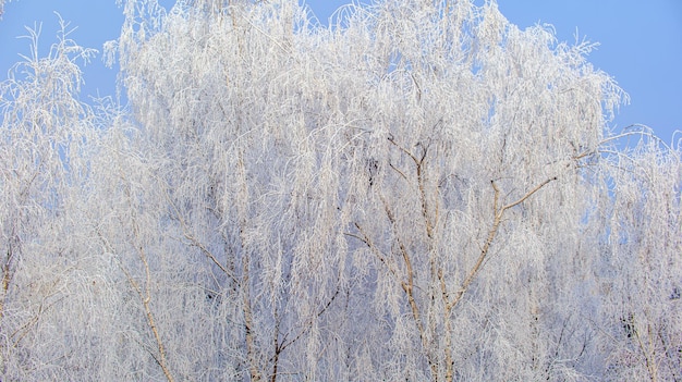 Birken im Winter Geeiste Birkenzweige