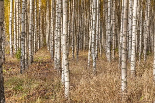 Birken mit frischen grünen Blättern im Herbst