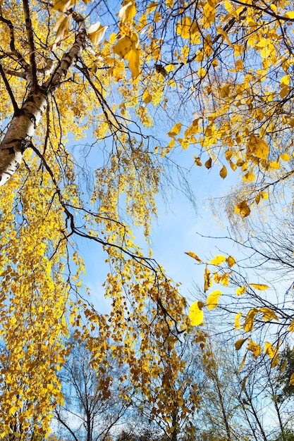 Birken mit gelben Blättern am Herbsttag