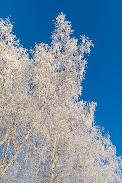 Birken sind mit Raureif und Schnee vor einem blauen Himmel bedeckt. Winterfrostige Landschaft in Sibirien, Russland