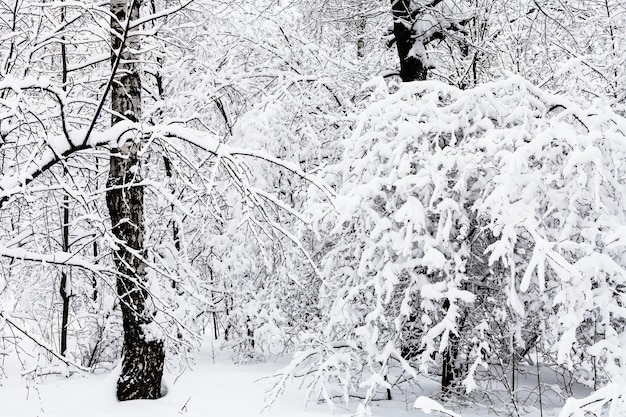 Birken und Eichen im verschneiten Wald an bewölkten Tagen