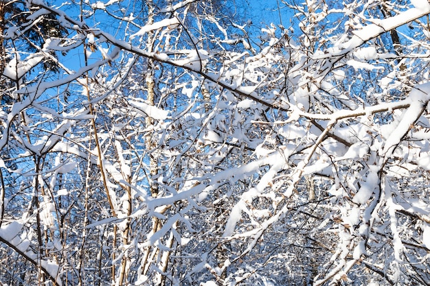 Birken und schneebedeckte Äste von Ahornbäumen