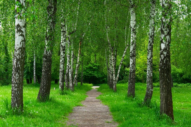 Birkenalleenlandschaft Frühlingsbirkenallee