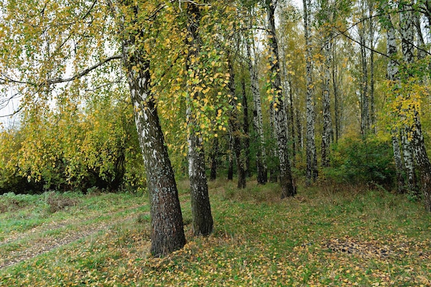 Birkenbäume im Herbstwald