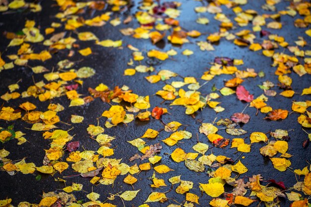 Birkenblätter auf nassem Asphalt Herbst trauriger Hintergrund mit selektivem Fokus und Unschärfe