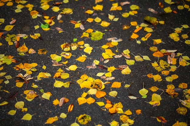 Birkenblätter auf nassem Asphalt Herbst trauriger Hintergrund mit selektivem Fokus und Unschärfe