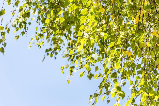 Birkenblätter gegen den Himmel