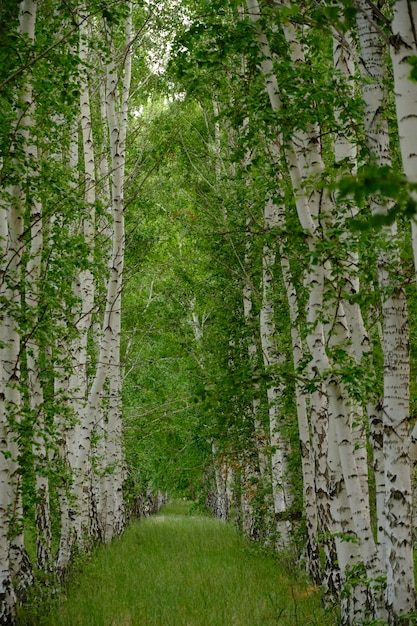 Birkenhain mit grünem Gras, wunderschöne Natur und Wald