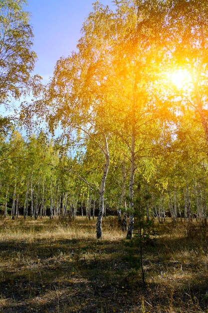 Birkenhain mit vergilbten Blättern, sonniger Herbsttag