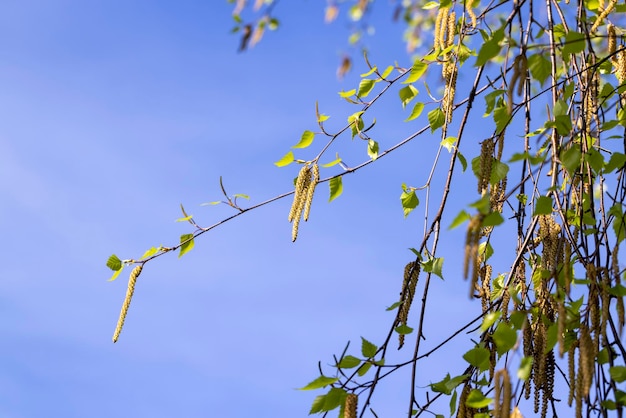 Birkenkätzchen während der Blüte im Frühjahr