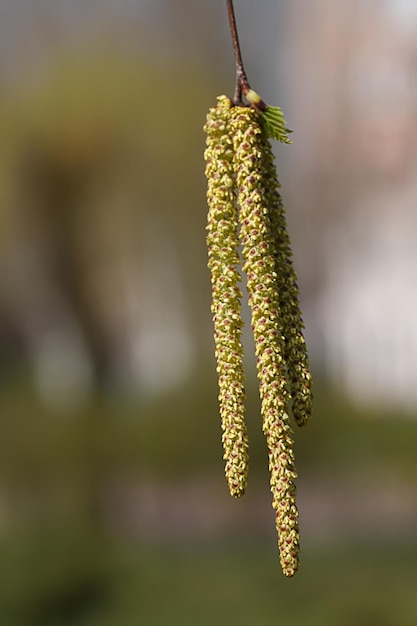 Foto birkenknospen blühen