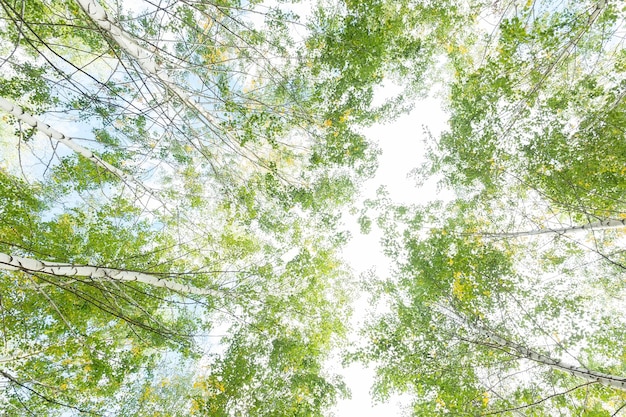 Birkenlaub im Morgenlicht mit Sonnenlicht x9